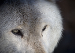 Lakota Wolf Preserve 1-7-06